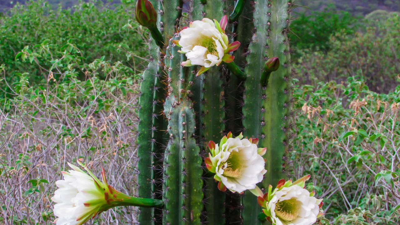 flores de cacto mandacaru