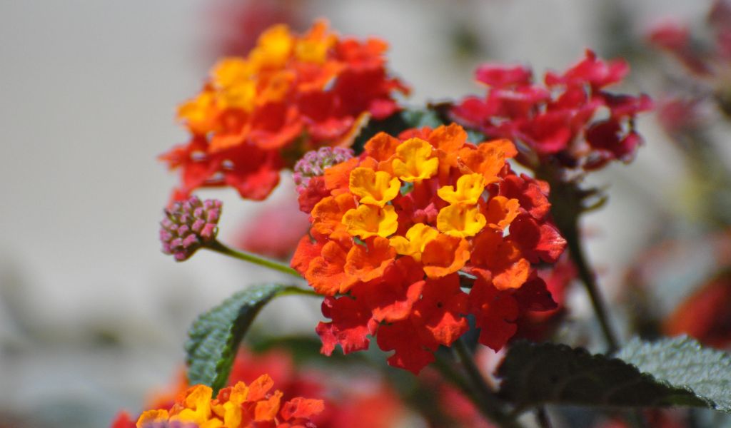 flores perenes para atrair pássaros Lantana