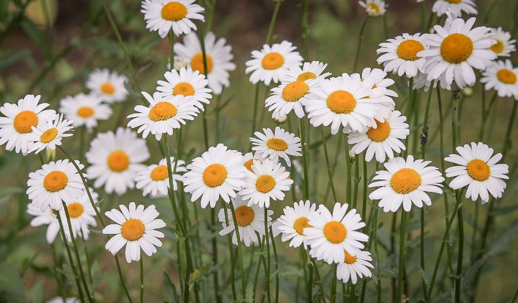 flores perenes para atrair pássaros