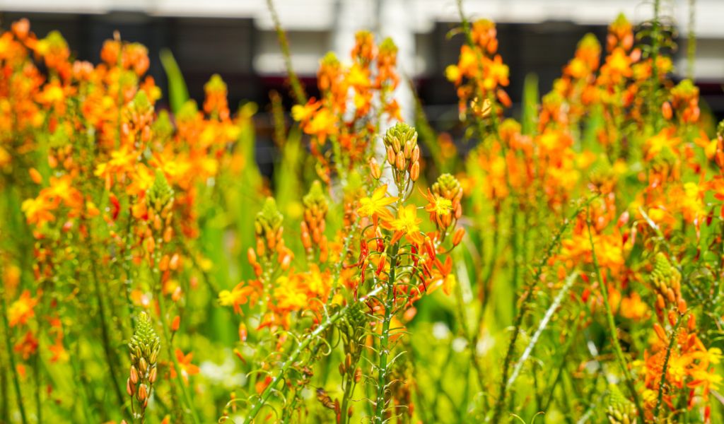 folhagens para jardim Bulbine