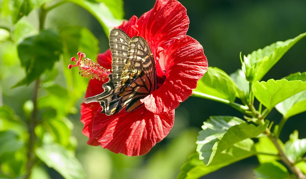 plantar hibisco no jardim atraem polinizadores