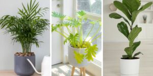 plantas perfeitas para vasos grandes