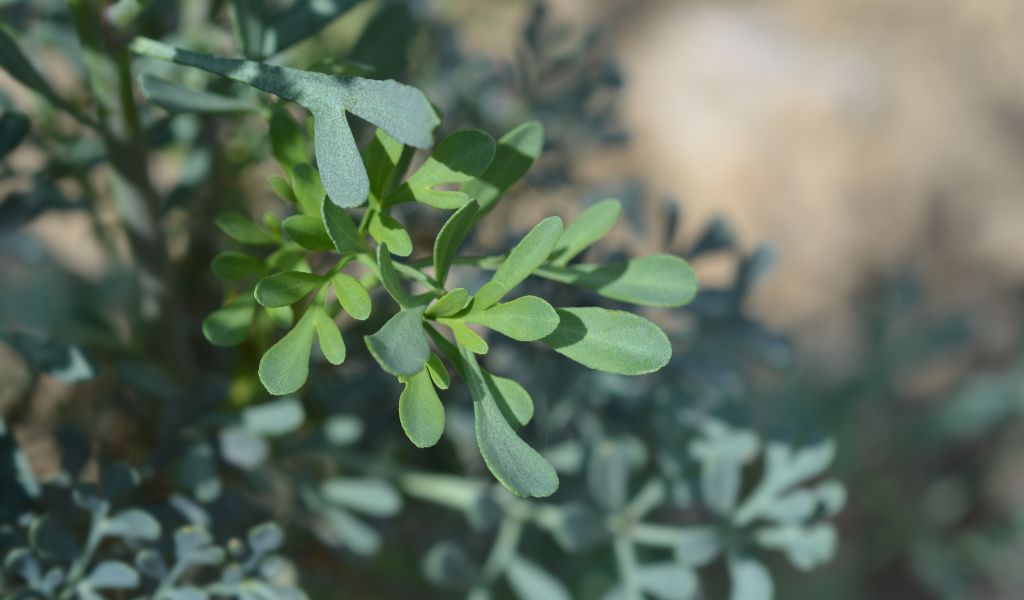 plantas que limpam energia negativa arruda