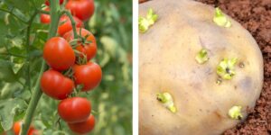 plantas que não devem ser plantadas com tomates