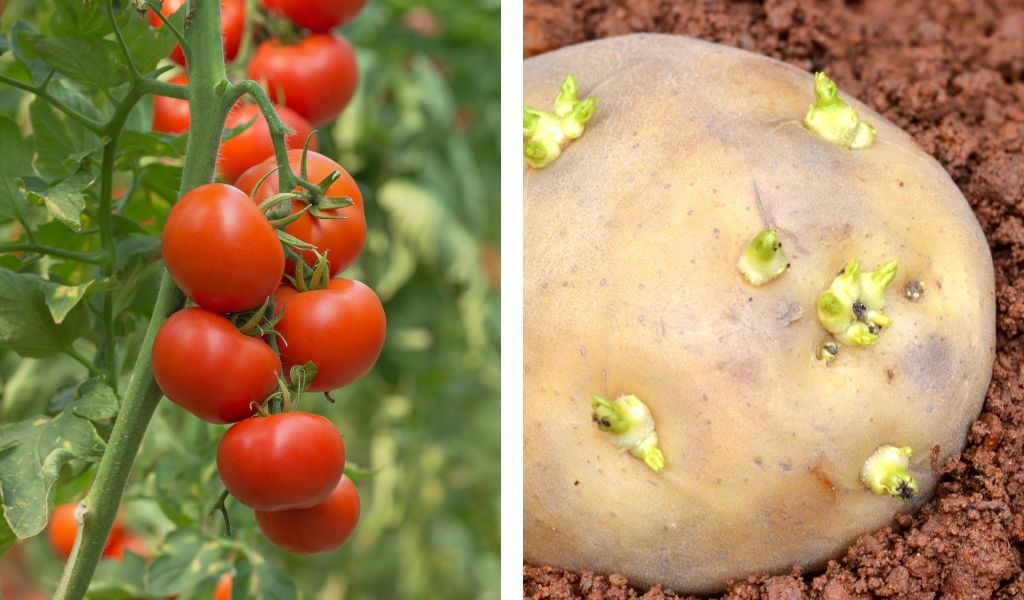 plantas que não devem ser plantadas com tomates