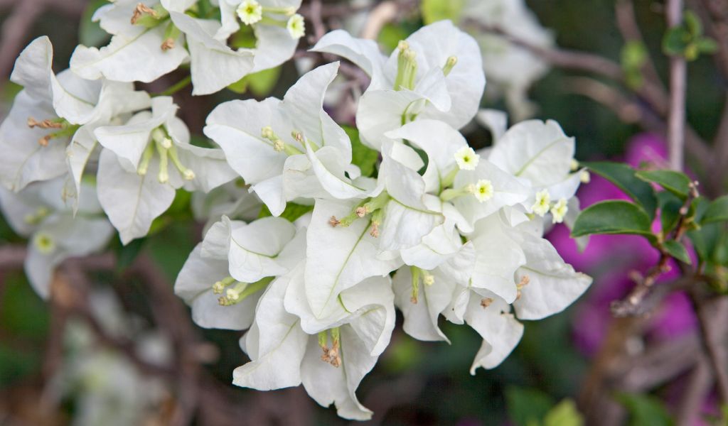 três-marias flores trepadeira